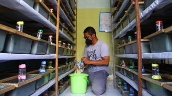 Peternak memberi makan hamster peliharaannya di Lowokwaru, Malang, Jawa Timur, Selasa (29/7/2021). ANTARA FOTO/Ari Bowo Sucipto