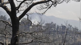 Pohon-pohon yang terbakar setelah kebakaran hutan di daerah Qubayyat di wilayah terpencil Akkato, Lebanon, pada (29/7/2021). [JOSEPH EID / AFP]