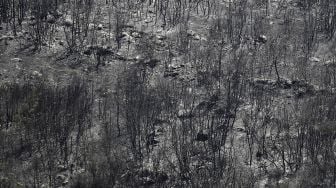 Pohon-pohon yang terbakar setelah kebakaran hutan di daerah Qubayyat di wilayah terpencil Akkato, Lebanon, pada (29/7/2021). [JOSEPH EID / AFP]