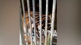 Dua Harimau Ragunan Flu, Lemas, dan Sesak Napas, Petugas Swab Paling Berani Dipanggil