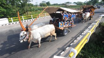 Transportasi Tradisional Gerobak Sapi