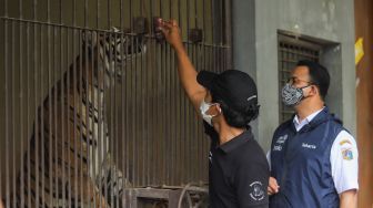 Gubernur DKI Jakarta, Anies Baswedan menengok Harimau Sumatera bernama Tino yang terpapar Covid-19 di Taman Margasatwa Ragunan, Jakarta Selatan, Minggu (1/8/2021). [Suara.com/Alfian Winanto]