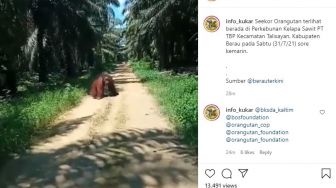 Viral! Seekor Orangutan Berada di Perkebunan Kelapa Sawit