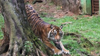 Harimau Sumatera bernama Tino yang sedang dalam proses pemulihan setelah terpapar Covid-19 beraktivitas di kandangnya di Taman Margasatwa Ragunan, Jakarta Selatan, Minggu (1/8/2021). [Suara.com/Alfian Winanto]