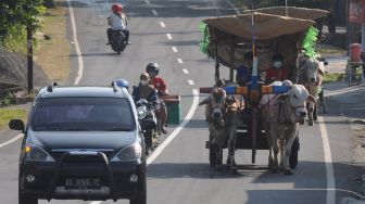 Warga yang menggunakan transportasi gerobak sapi saat melintas di jalan Boyolali-Jatinom, Tulung, Klaten, Jawa Tengah, Minggu (1/8/2021).  ANTARA FOTO/Aloysius Jarot Nugroho