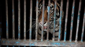 Kronologi Dua Harimau Sumatera di Ragunan Terpapar Covid-19