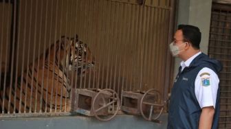 Dua Harimau Ragunan Positif Covid-19, Mungkinkan Tertular dari Manusia?