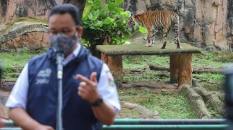 Gubernur DKI Jakarta, Anies Baswedan menengok Harimau Sumatera bernama Tino yang terpapar Covid-19 di Taman Margasatwa Ragunan, Jakarta Selatan, Minggu (1/8/2021). [Suara.com/Alfian Winanto]