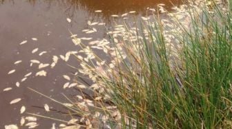 Heboh, Ribuan Ikan Mendadak Mati di Cianjur, Petani Rugi Puluhan Juta