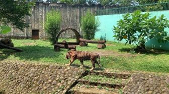 6 Harimau Sumatera di Kebun Binatang Ragunan Jalani Tes Swab PCR Hari Ini