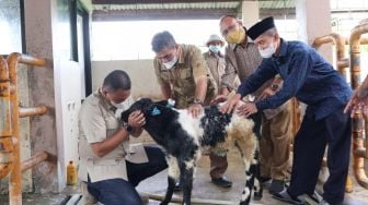 Sapi Belgia Blue Bernama Dyva Bakal Jadi Indukan Unggulan Indonesia