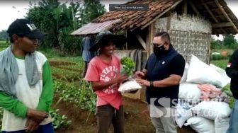 Viral Petani Babat Sawi karena Rugi, Ujungnya Diborong Sosok Ini