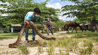 Sempat Ada Asa Saat New Normal, Jogja Exotarium Harus Jual Aset untuk Makan Ratusan Satwa