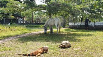 Protes PPKM Diperpanjang, Jogja Exotarium Lepaskan Sejumlah Satwa untuk Cari Makan Sendiri