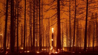 Pohon-pohon membara dan terbakar selama kebakaran di Dixie, Greenville, California, pada (3/8/2021). [JOSH EDELSON / AFP]