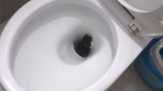 Viral! Ular Sanca Nongol dari Lubang WC Rumah di Kebon Lega, Bikin Mules Ilang