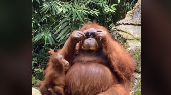 Bule Ini Tak Sengaja Jatuhkan Kacamata di Kandang Orangutan, Endingnya Bikin Ngakak