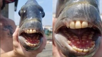 Viral Ikan Bergigi Manusia di Dermaga Jennette, Jenis Makhluk Apa?