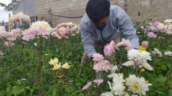 Viral Petani Jadikan Bunga Makanan Sapi karena Tak Laku, Begini Kondisinya Sekarang