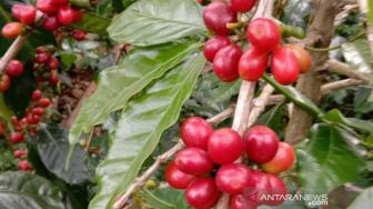 Penjualan Kopi di Aceh Turun Selama Pandemi Covid-19