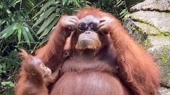 Heboh, Orangutan Masuk Pemukiman Warga Kayong Utara