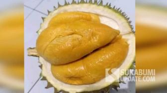 Icip-icip Si Bola, Durian Lokal Sukabumi yang Manisnya Bikin Ketagihan