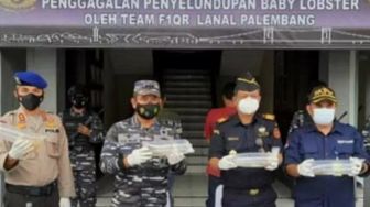 Lanal Palembang Gagalkan Penyelundupan 55.032 Benih Lobster Seharga Rp 8 Miliar