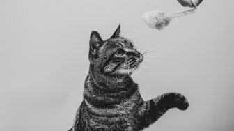 Bikin Gemas, Kucing Warganet Ini Iseng Ganggu Video Call dengan Pacarnya