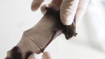 Menolak Berobat, Laki-laki Amerika Meninggal karena Rabies Kelalawar