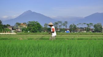 3 Alasan Utama Mengapa Pertanian Indonesia Menjadi Terbelakang Saat Ini