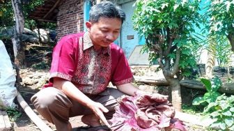 Peristiwa Langka, Bunga Bangkai Tumbuh di Halaman Rumah Warga