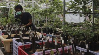 Petani merawat bibit anggur di Kebun Imut Sinakal, Duren Sawit, Jakarta, Senin (9/8/2021). [Suara.com/Angga Budhiyanto]