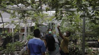 Pengunjung memilih tanaman anggur di Kebun Imut Sinakal, Duren Sawit, Jakarta, Senin (9/8/2021). [Suara.com/Angga Budhiyanto]