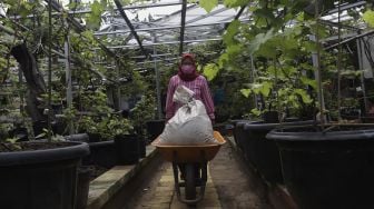 Petani membawa pupuk tanaman anggur di Kebun Imut Sinakal, Duren Sawit, Jakarta, Senin (9/8/2021). [Suara.com/Angga Budhiyanto]