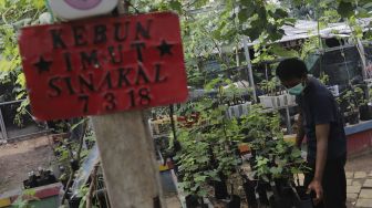 Petani merawat tanaman anggur di Kebun Imut Sinakal, Duren Sawit, Jakarta, Senin (9/8/2021). [Suara.com/Angga Budhiyanto]