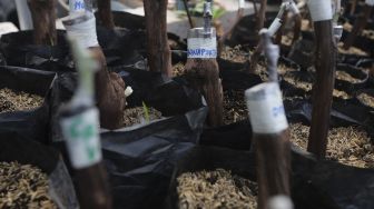 Beberapa bibit tanaman anggur berada di Kebun Imut Sinakal, Duren Sawit, Jakarta, Senin (9/8/2021). [Suara.com/Angga Budhiyanto]