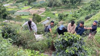 Polisi Temukan Ladang Ganja di Berastagi, 26 Batang Pohon dan 3.200 Gram Ganja Disita