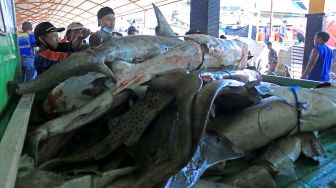 Nelayan mengumpulkan ikan hiu ke dalam mobil di tempat pelelangan ikan Karangsong, Indramayu, Jawa Barat, Kamis (12/8/2021). ANTARA FOTO/Dedhez Anggara