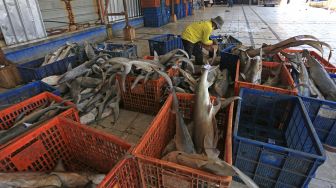 Nelayan mengumpulkan ikan hiu ke dalam mobil di tempat pelelangan ikan Karangsong, Indramayu, Jawa Barat, Kamis (12/8/2021). ANTARA FOTO/Dedhez Anggara