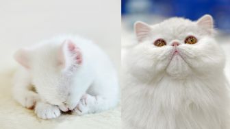 Kucing Ganggu Pasangan Kekasih Video Call, Tingkahnya Bikin Gemas  !