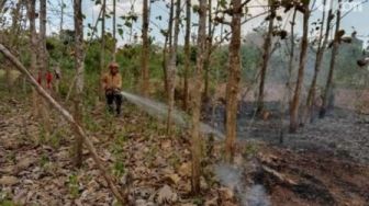 Kebakaran Hutan Jati di Lamongan Ini Gegara Orang Buang Putung Rokok Ngawur