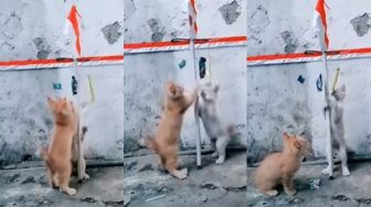 Menggemaskan! Video Anak Kucing Lomba 17 Agustus Bak Panjat Pinang