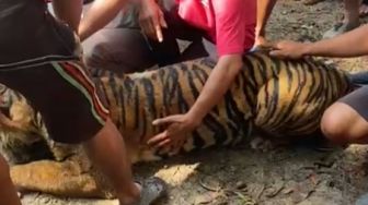 Ditemukan dalam Kondisi Lemas karena Dehidrasi, Harimau Sumatera di Pasaman Akhirnya Mati