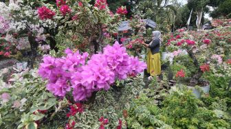 Pedagang tanaman hias merawat bunga bugenvil di Jawa Garden, Desa Paron, Kediri, Jawa Timur, Senin (16/8/2021).  ANTARA FOTO/Prasetia Fauzani