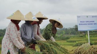 BRI Salurkan Kredit Mikro Senilai Rp161 Triliun ke Sektor Pertanian Selama Pandemi