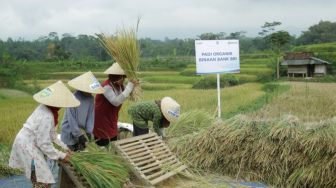 Rp161 Triliun Disalurkan BRI untuk Sektor Pertanian Selama Pandemi