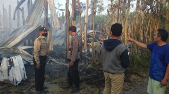 Memang Cuma Kandang yang Terbakar di Kediri Ini, Tapi 5.500 Ayam Terpanggang, Pemilik Syok