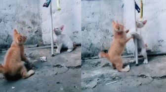 Kocak! Aksi Anak Kucing Ikut Lomba 17 Agustus, Warganet Gemas