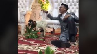 Kocak! Kambing Diarak ke Pelaminan untuk Kado Pernikahan, Begini Reaksi Pengantin