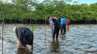 BRGM: Rehabilitasi Mangrove Adalah Investasi Jangka Panjang